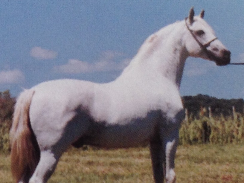 imagem cavalo 443 Marengo da Tosana