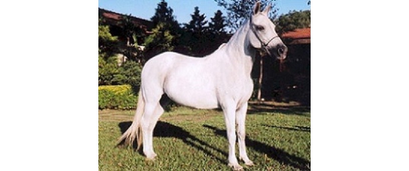 imagem cavalo Cafund Vitria