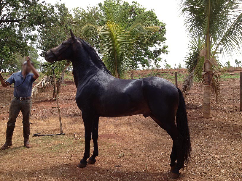 imagem cavalo Caiabi de Marip