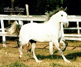 imagem cavalo Ababa Destino