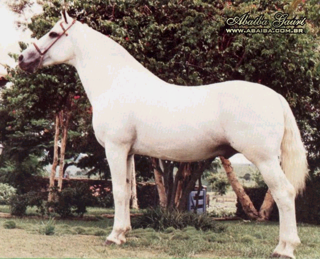 imagem cavalo Ababa Gauri