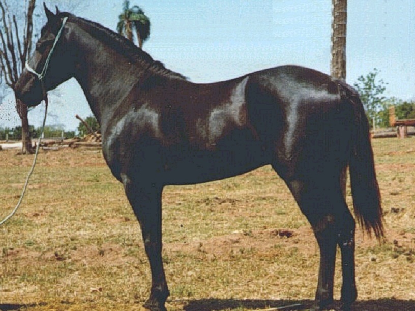 imagem cavalo Ababa Marengo