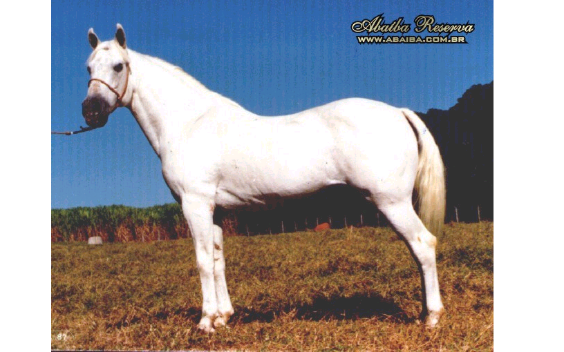 imagem cavalo Ababa Reserva