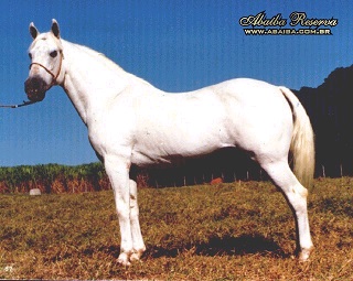 imagem cavalo Ababa Reserva