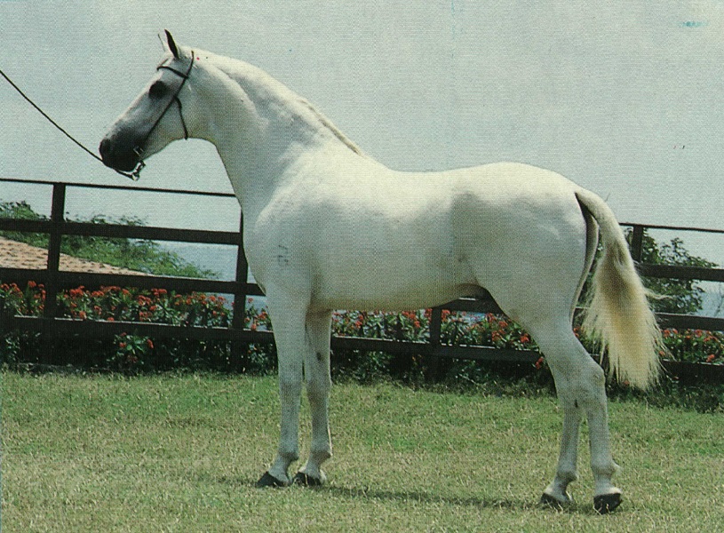 imagem cavalo Adgio Paranambuco