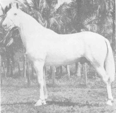 imagem cavalo lamo da Gironda