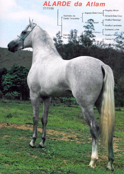 imagem cavalo Alarde da Atlam