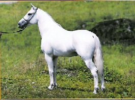 imagem Cavalo Al-Faris da Santa Terezinha