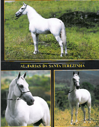 imagem cavalo Al-Faris da Santa Terezinha