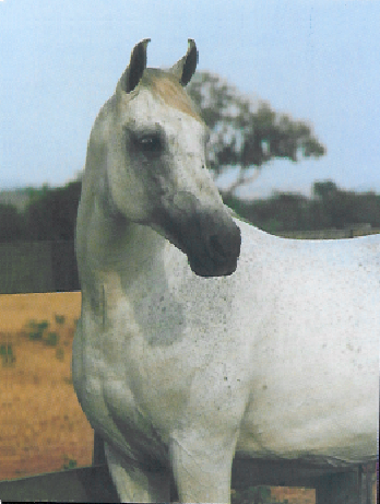 imagem cavalo Almirante da Selva Morena