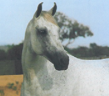 imagem cavalo Almirante da Selva Morena