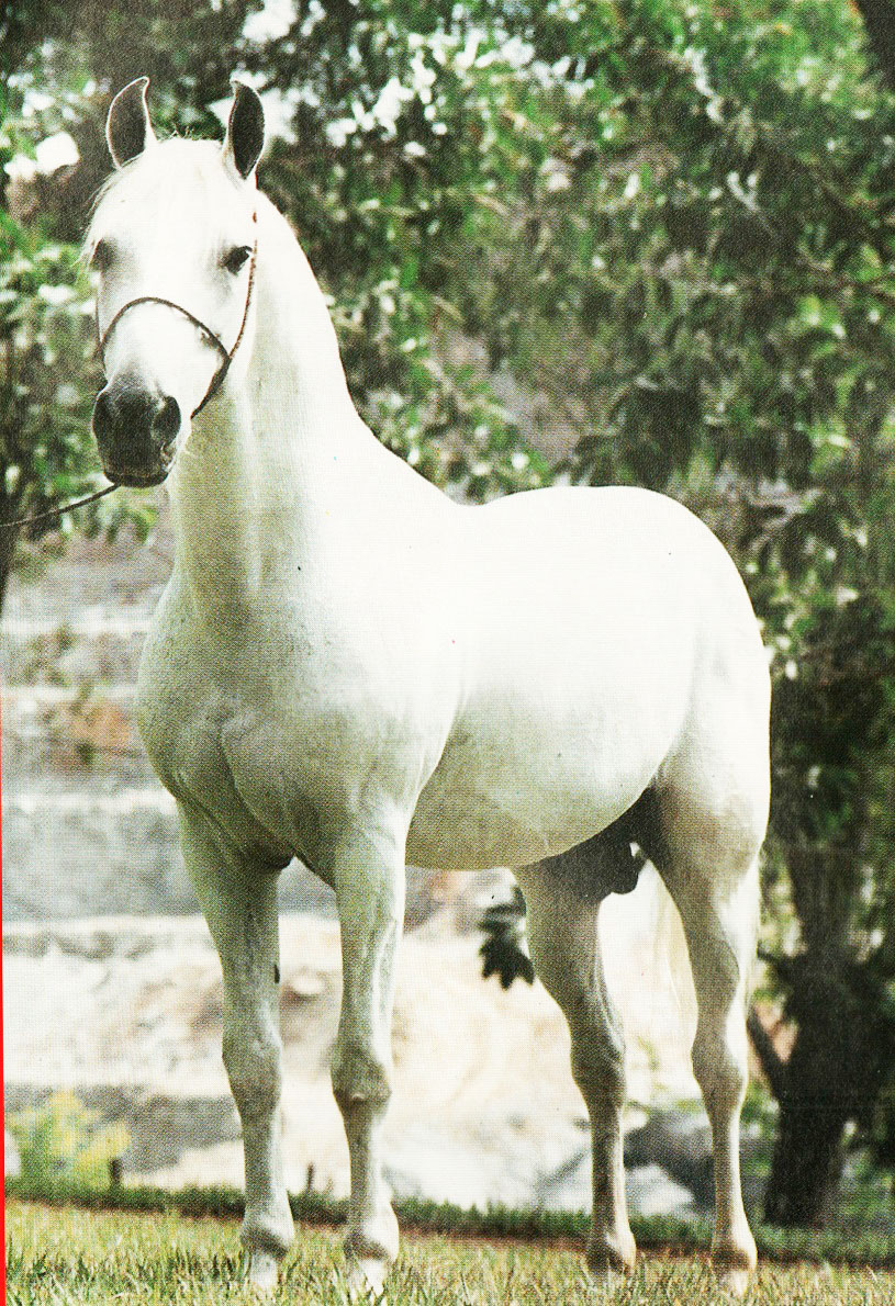 imagem cavalo Alvar da Gironda