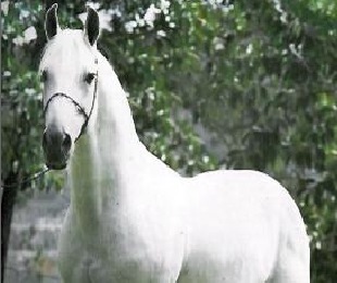 imagem cavalo Alvar da Gironda