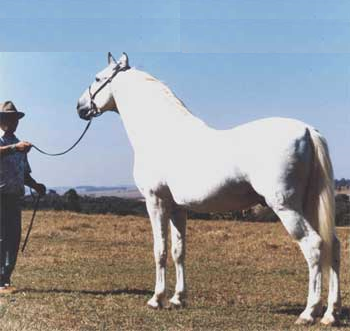 imagem cavalo Anga Elegante