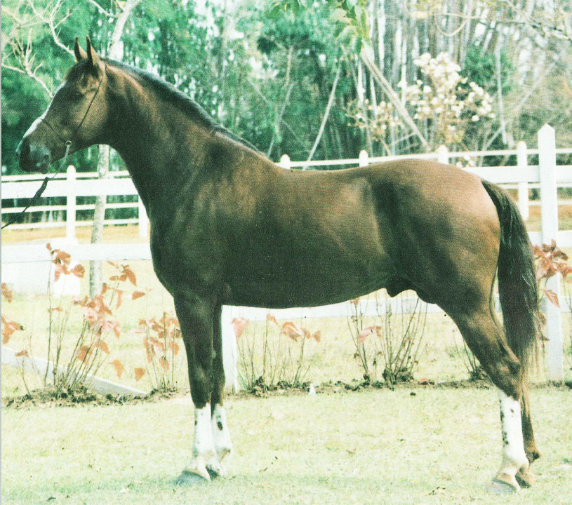 imagem cavalo Anga Luzitano