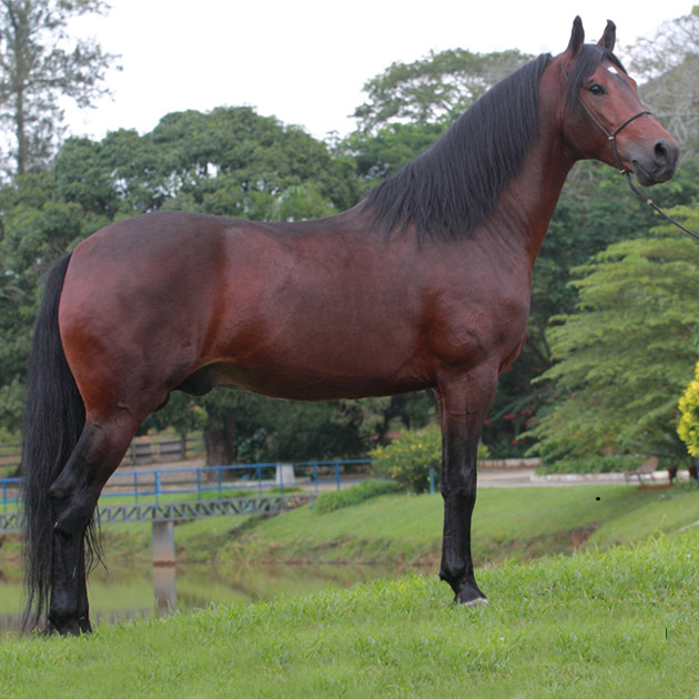 imagem cavalo Angico de Marip