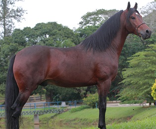 imagem cavalo Angico de Marip