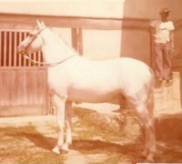 imagem cavalo Ariano Bela Cruz