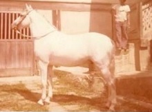 imagem Cavalo Ariano Bela Cruz