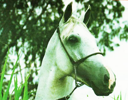 imagem cavalo tila B.R.