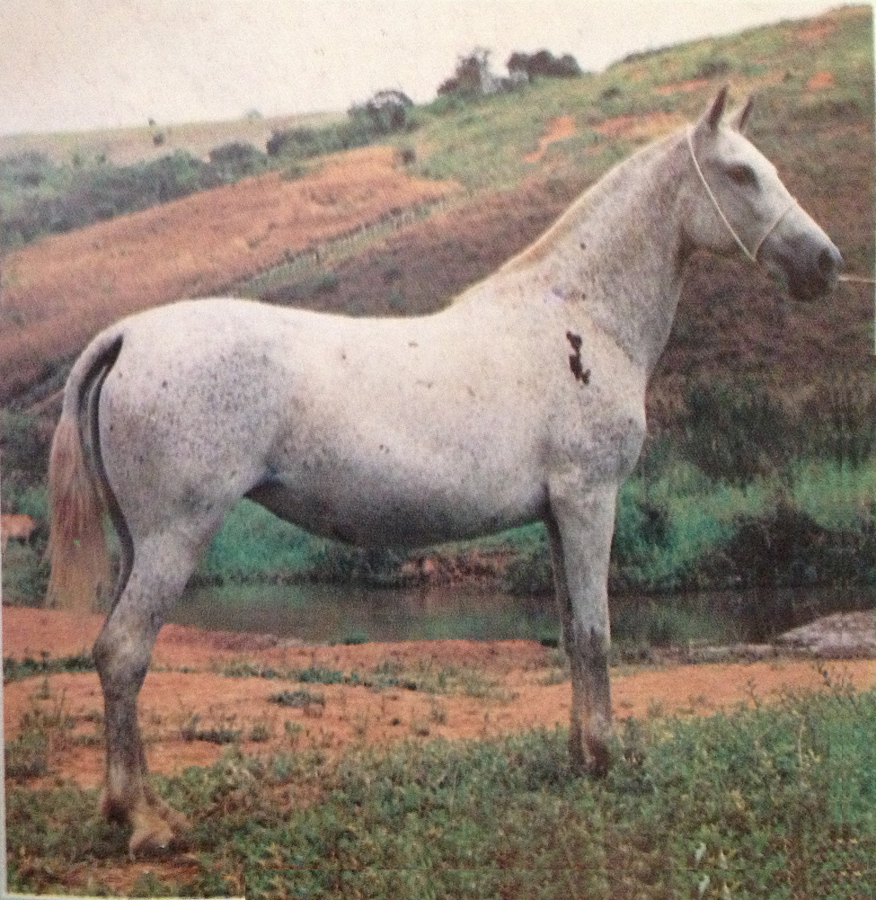 imagem gua Azarola da Santa Terezinha