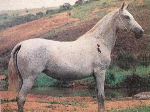 imagem gua Azarola da Santa Terezinha