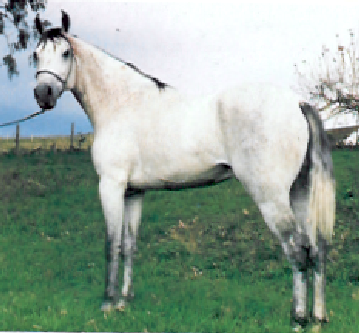 imagem cavalo Bacurau da Santa Terezinha