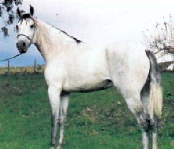 imagem cavalo Bacurau da Santa Terezinha