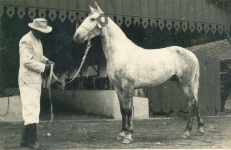 imagem cavalo Baluarte do Engenho de Serra