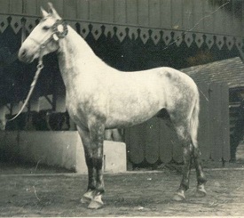 imagem cavalo Baluarte do Engenho de Serra