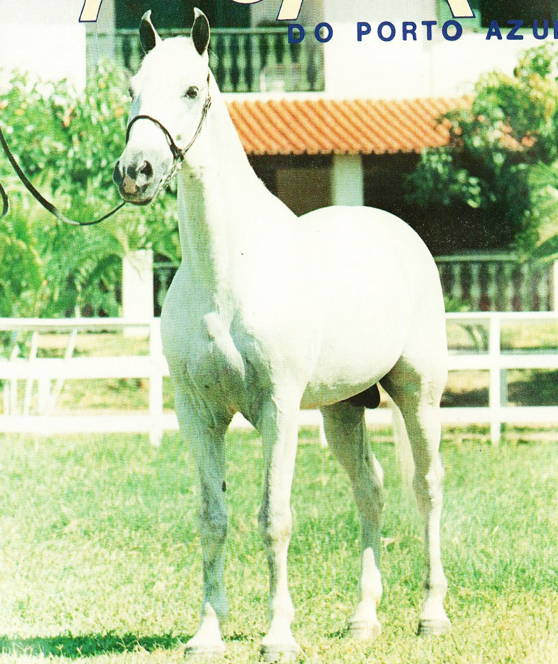 imagem cavalo Baluarte do Porto Azul