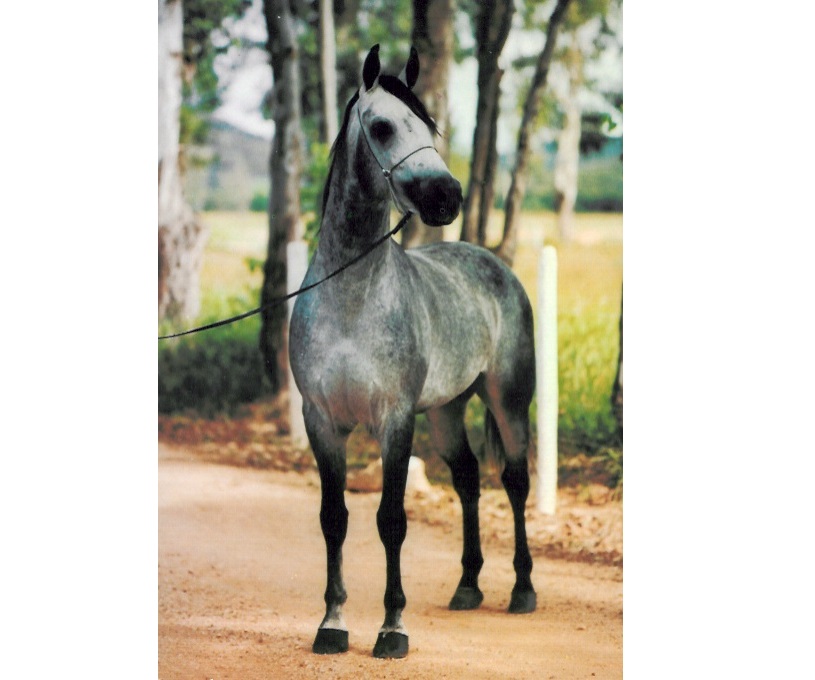 imagem cavalo Batuy da Santa Terezinha