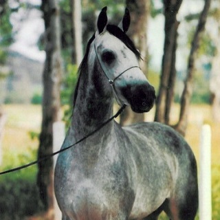 imagem cavalo Batuy da Santa Terezinha