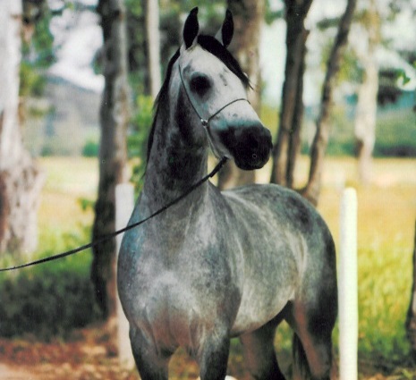 imagem cavalo Batuy da Santa Terezinha