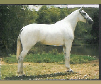 imagem gua Beija Flor da Santa Terezinha