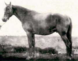 imagem Cavalo Bellini J.B.