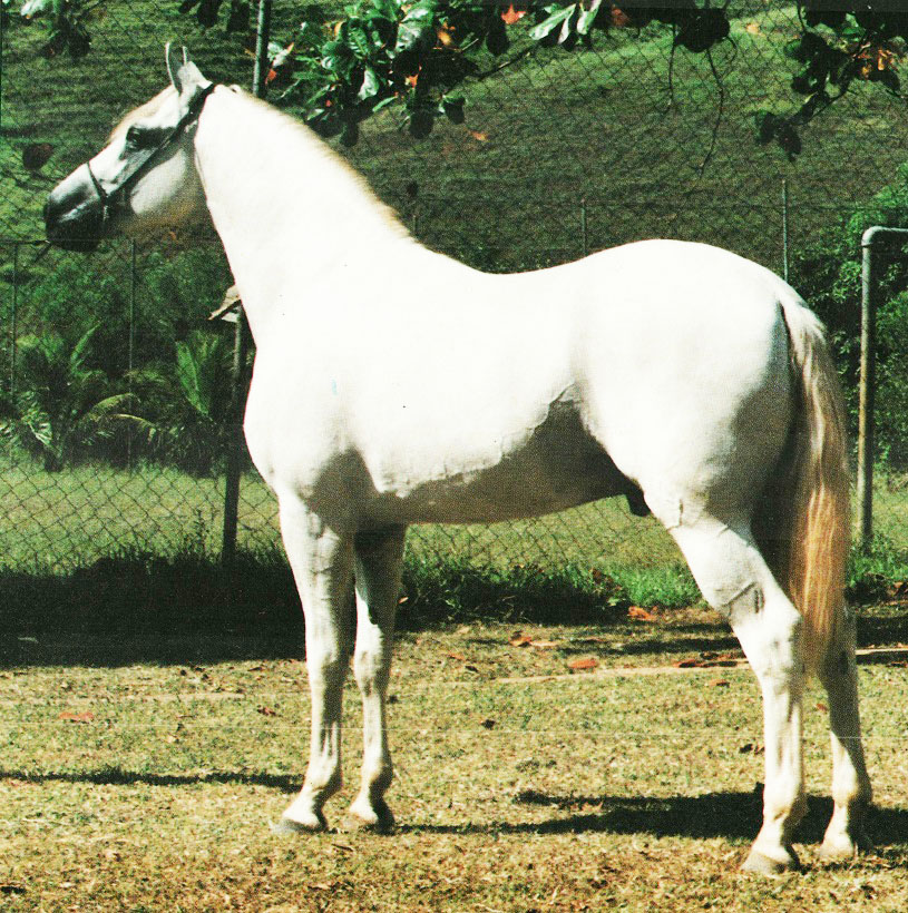 imagem cavalo Belos Baro do Amparo