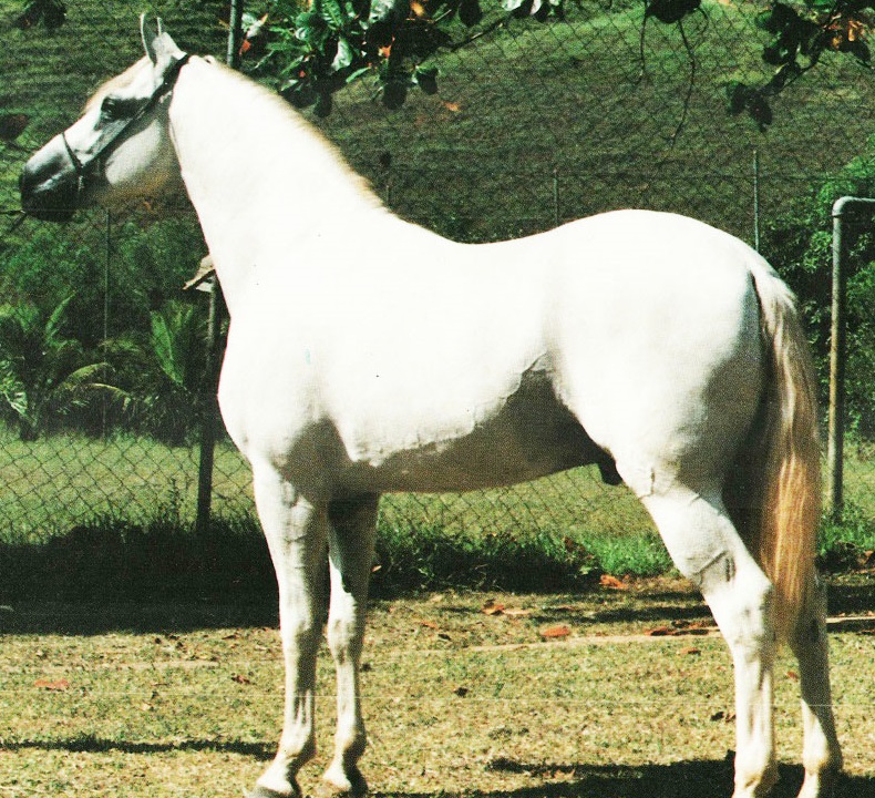 imagem cavalo Belos Baro do Amparo