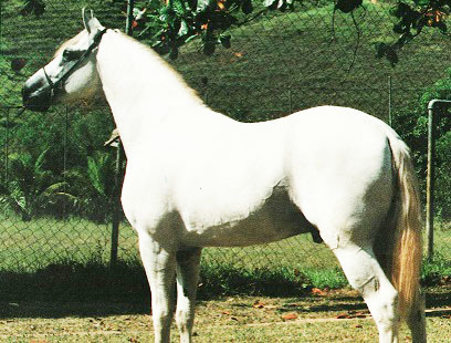 imagem cavalo Belos Baro do Amparo