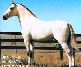 imagem cavalo Bem Te Vi da Santa Terezinha