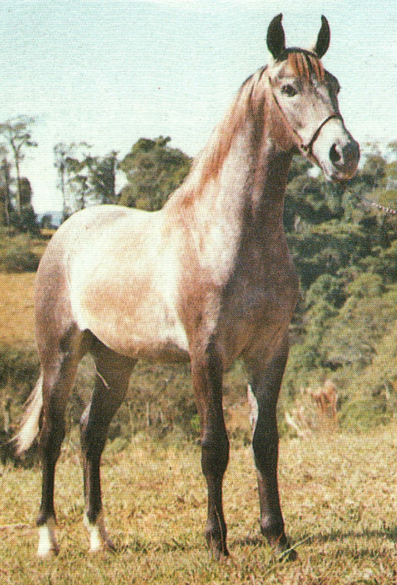 imagem cavalo Bronze dos Dois Crregos