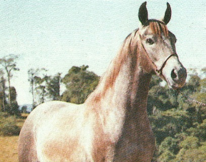 imagem cavalo Bronze dos Dois Crregos