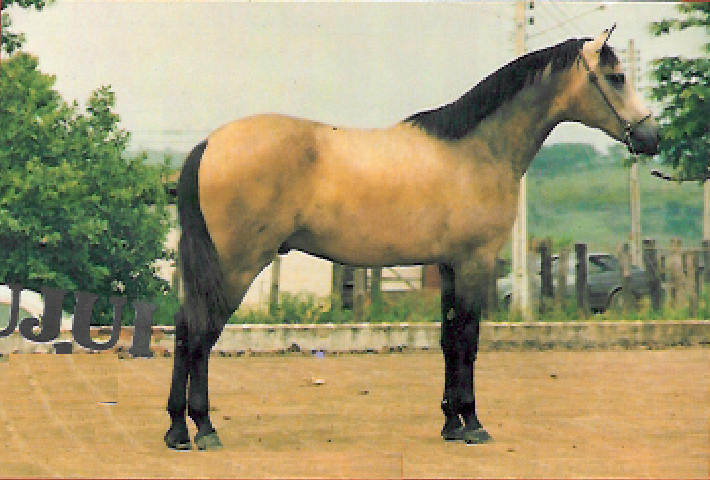 imagem cavalo Buju da Santa Terezinha