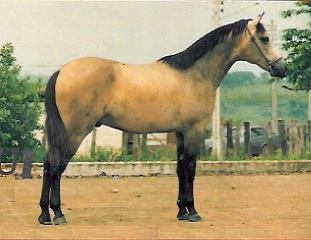 imagem cavalo Buju da Santa Terezinha