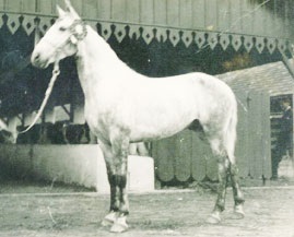 imagem cavalo Baluarte do Engenho de Serra