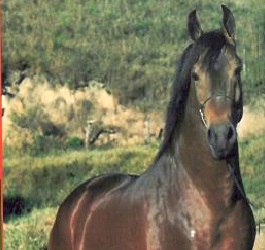 imagem cavalo Cachoeira Alegre Completo