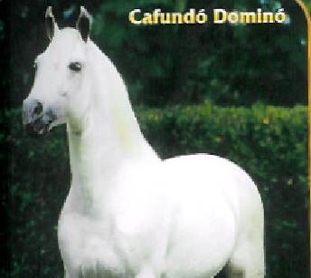 imagem cavalo Cafund Domin