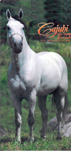 imagem cavalo Cajubi da Santa Terezinha