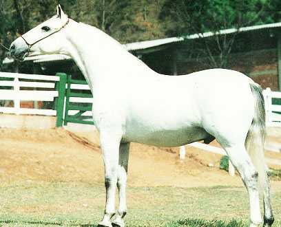 imagem cavalo Camamb da Ponte Alta