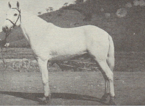 imagem cavalo Camura II